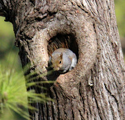 5th Feb 2024 - Feb 5 Squirrel In Hole IMG_7279