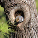 Feb 5 Squirrel In Hole IMG_7279