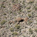 saguaro... by earthbeone