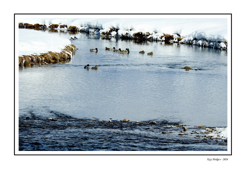 Ducks on the Creek by kbird61