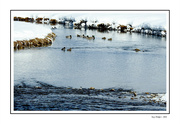 10th Feb 2024 - Ducks on the Creek