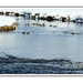 Ducks on the Creek by kbird61