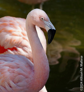 10th Feb 2024 - Flamingo Portrait