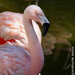 Flamingo Portrait by falcon11