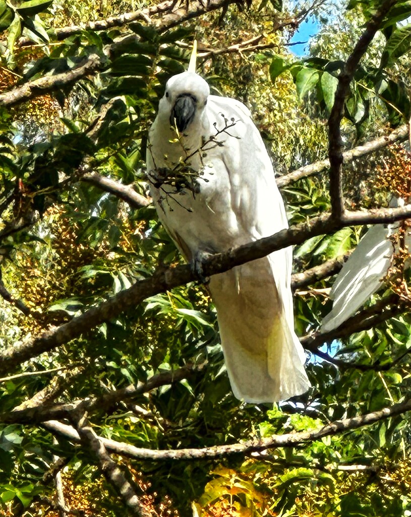 Sulphur-crested Cockatoo by joluisebeth