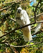 11th Feb 2024 - Sulphur-crested Cockatoo
