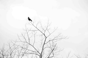 10th Feb 2024 - Crow in the treetop
