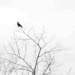 Crow in the treetop by randystreat