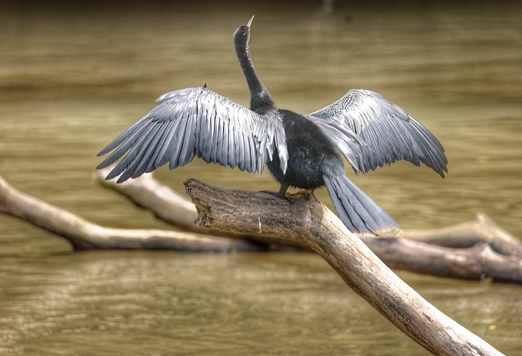 Anhinga drying its wings by redy4et
