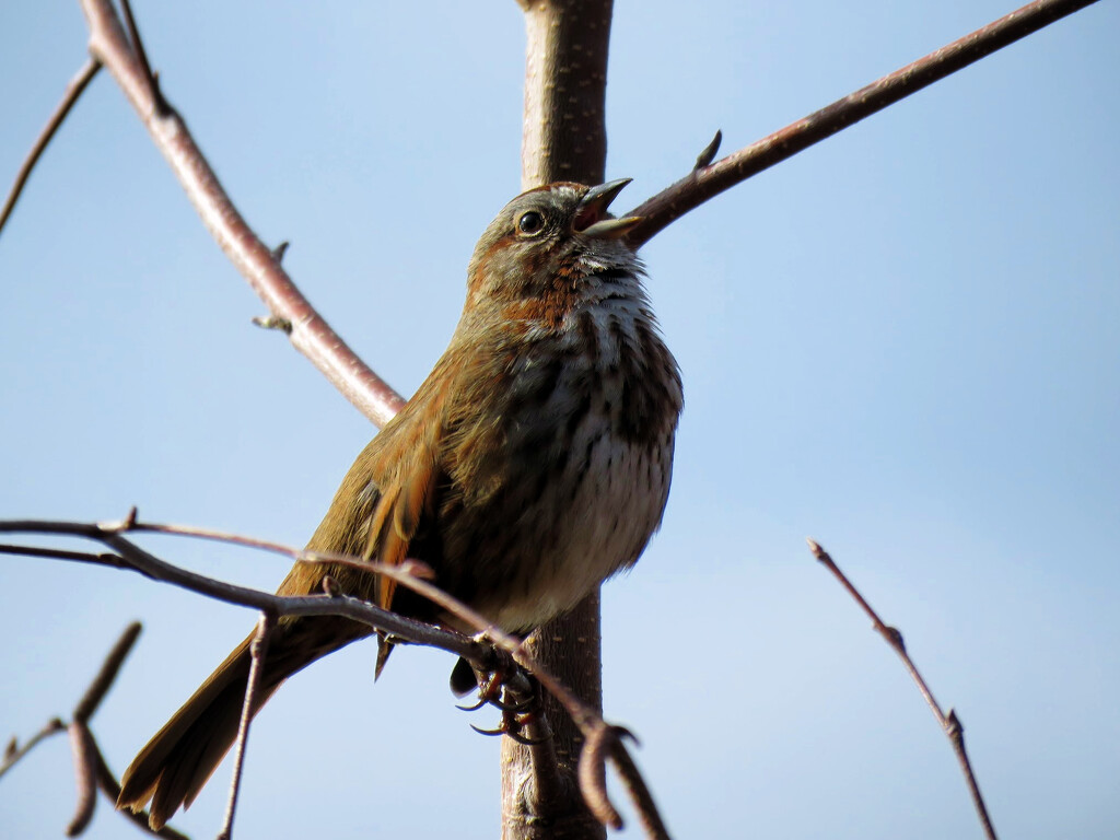 Song Sparrow by seattlite