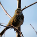 Song Sparrow by seattlite