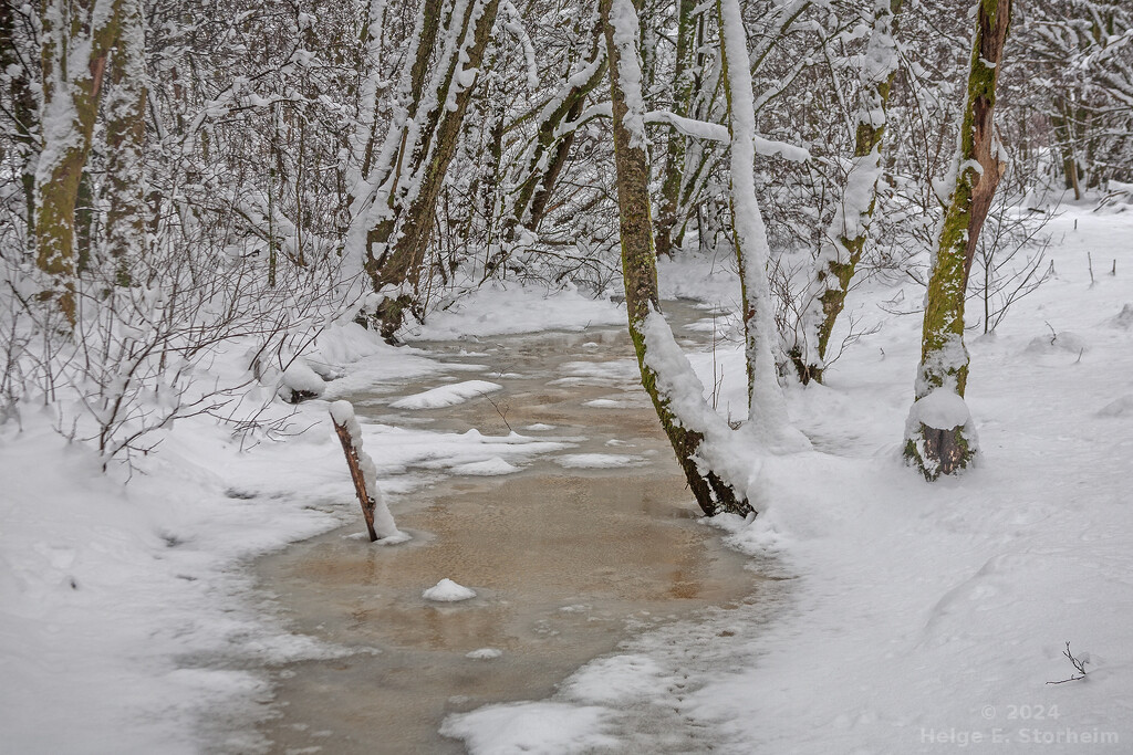 Frozen swamp by helstor365