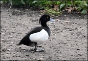 11th Feb 2024 - Male tufted duck