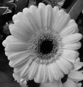 9th Feb 2024 - Chrysanthemum 