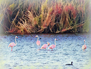 11th Feb 2024 - Flamingos with a bit of faffing