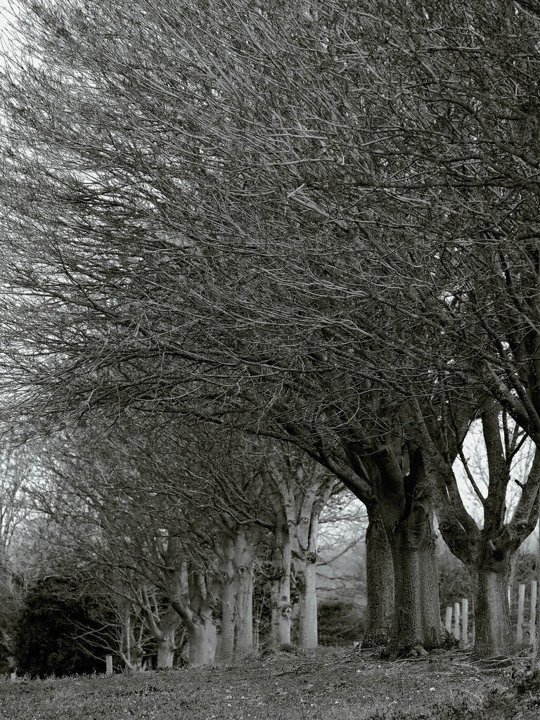 Avenue is trees by neil_ge