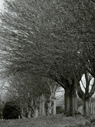 10th Feb 2024 - Avenue is trees