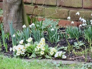 11th Feb 2024 - My Spring corner