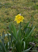 11th Feb 2024 - Daffodil