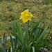 Daffodil by arkensiel