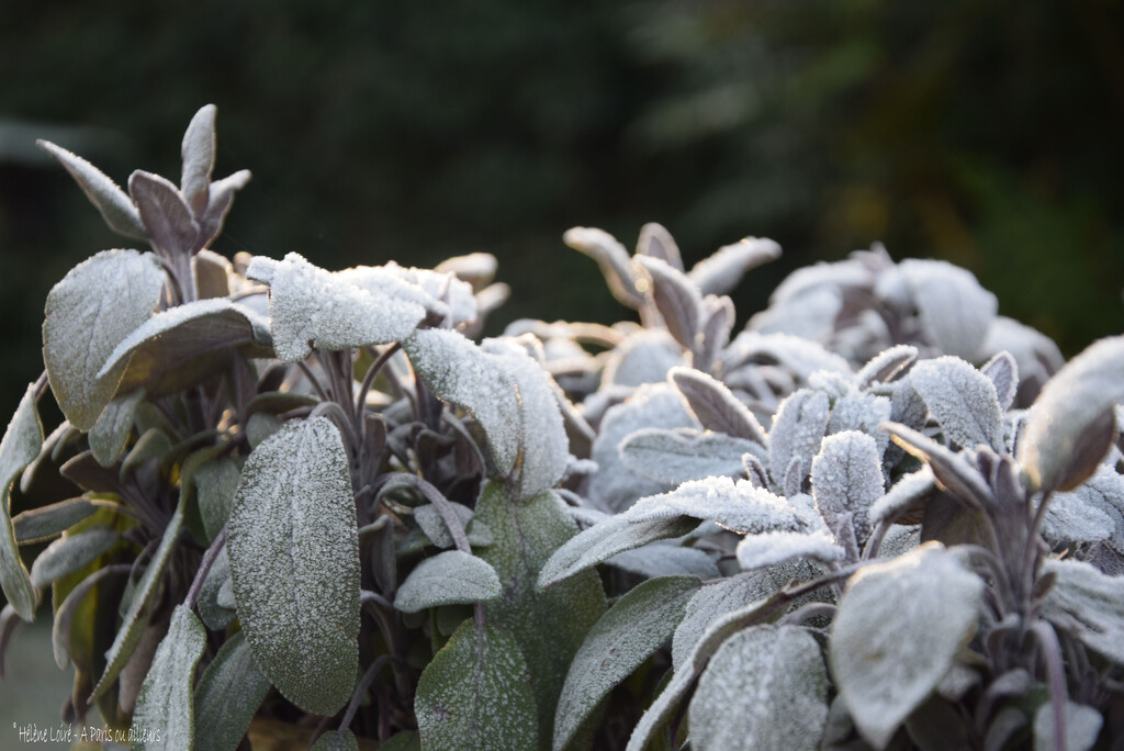 Sage on a cold morning by parisouailleurs