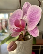 11th Feb 2024 - Pink Orchid