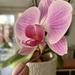 Pink Orchid by flash247