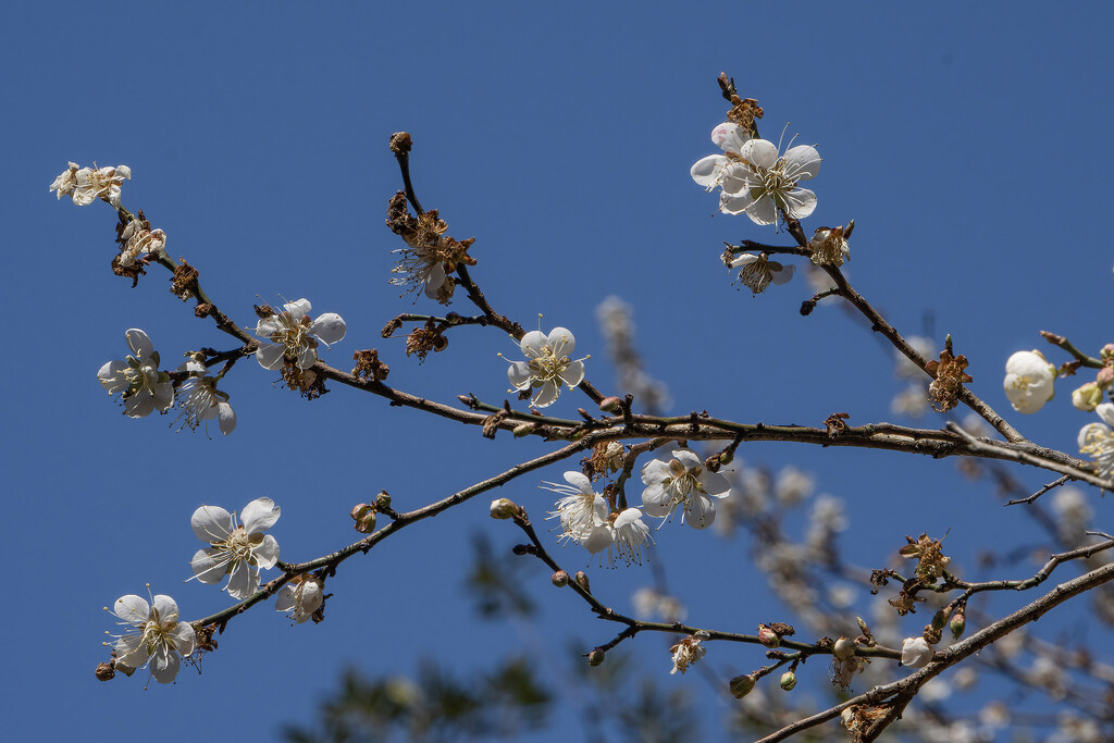 Mexican Plum Tree Blossoms by k9photo