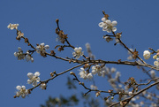 11th Feb 2024 - Mexican Plum Tree Blossoms