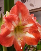10th Feb 2024 - Amaryllis flower. 