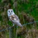 Barn Owl  