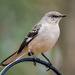 Northern Mockingbird by kvphoto