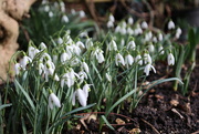 10th Feb 2024 - Spring around the corner in our garden