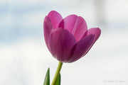 11th Feb 2024 - Pink tulip
