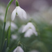 11 - Snowdrops by marshwader