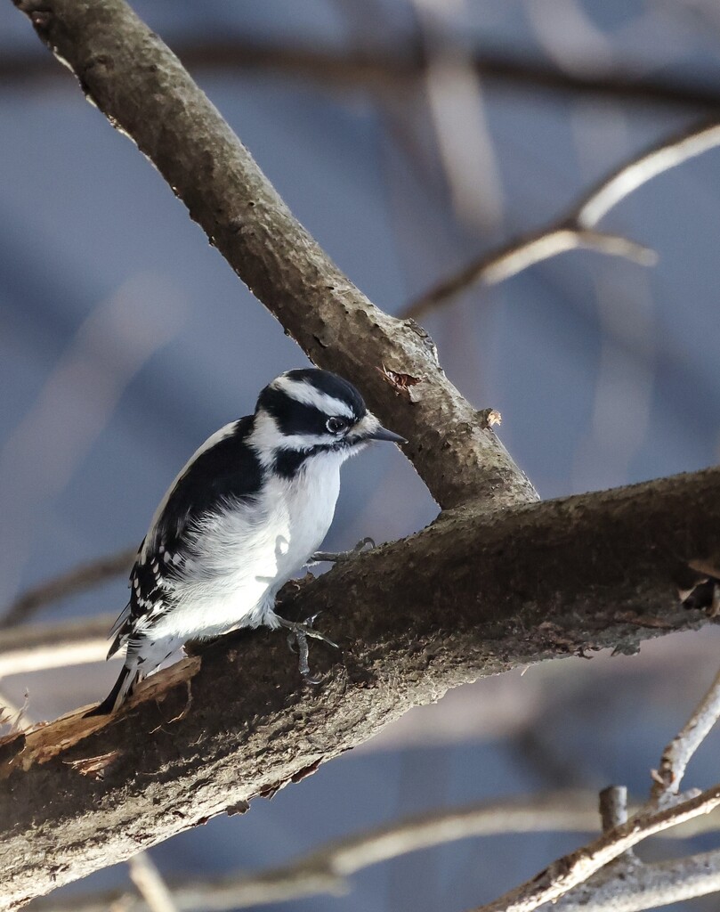 Mrs. Downy Woodpecker by corinnec