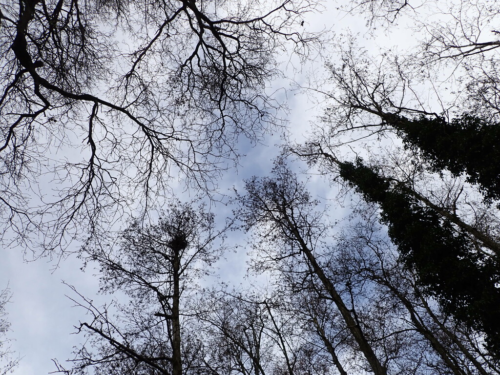 looking up by speedwell