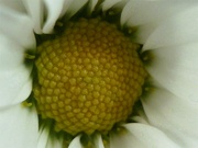 7th Feb 2024 - Chrysanthemum (keeps on going)