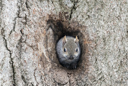 11th Feb 2024 - Gray Squirrel