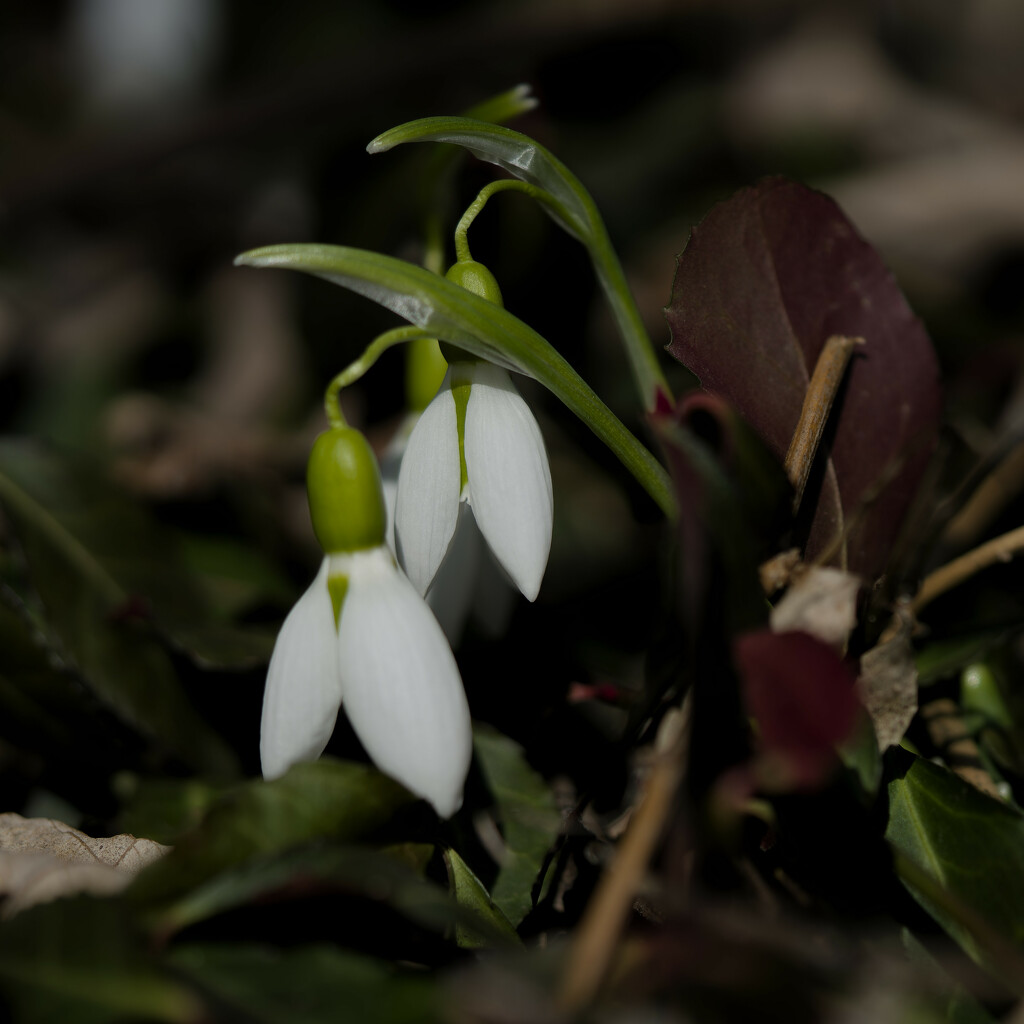 snow drops  by rminer