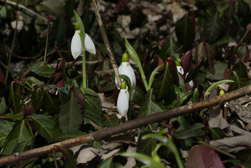 snow drops  by rminer