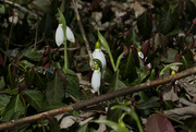 11th Feb 2024 - snow drops 