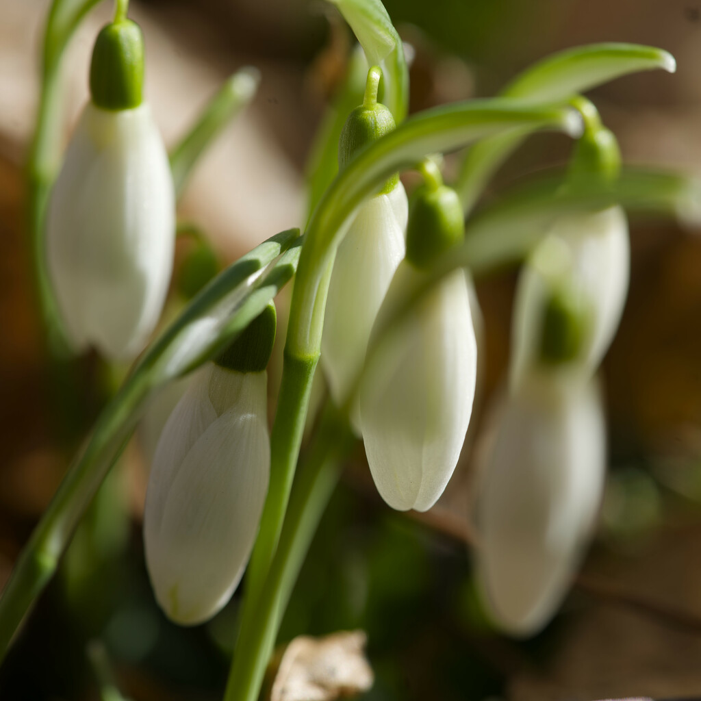 snow drops by rminer