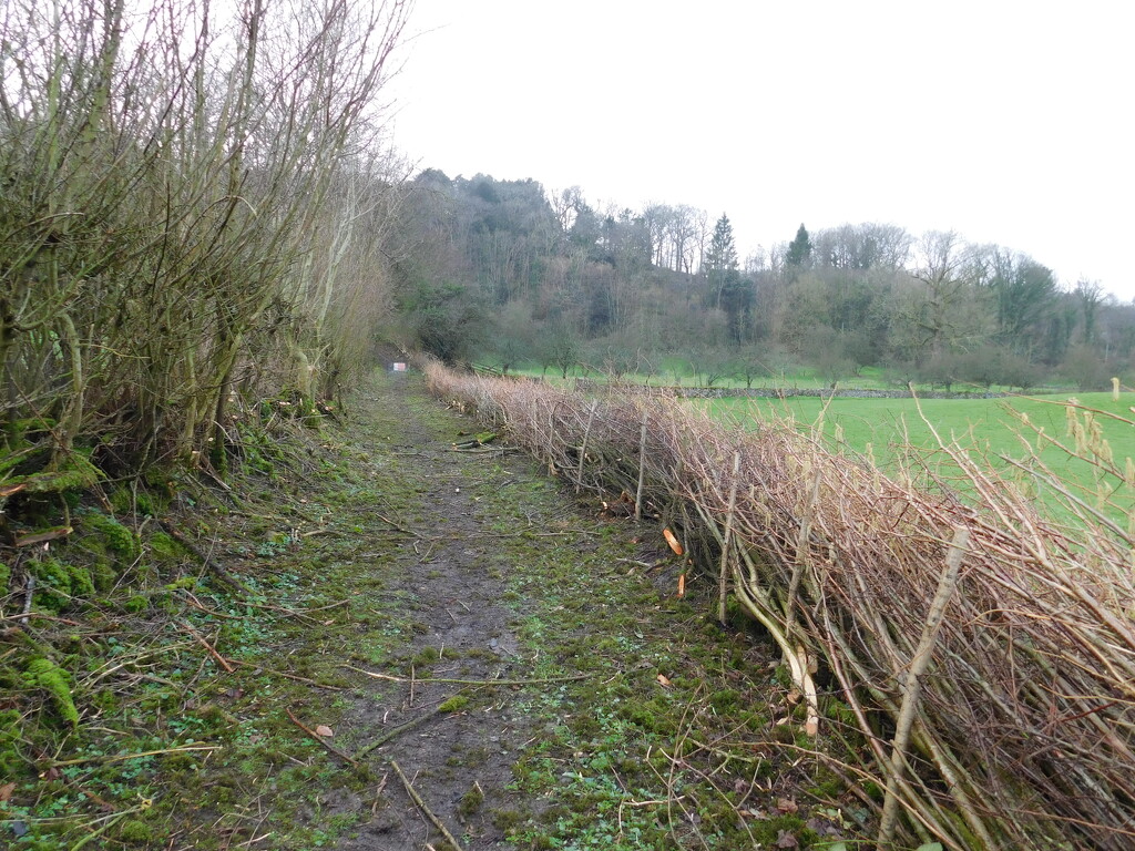 laid hedge on right by anniesue