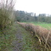 laid hedge on right