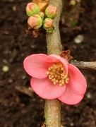 5th Feb 2024 - Quince 