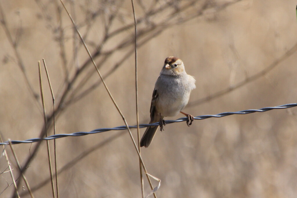 White-crowned sparrow by pirish