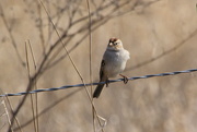 11th Feb 2024 - White-crowned sparrow