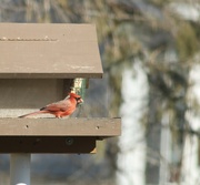 11th Feb 2024 - Male Cardinal 
