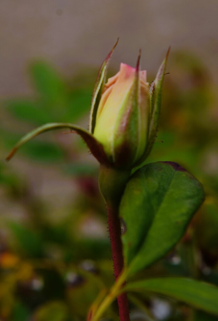 2 10 New rosebud by sandlily